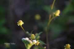 Spilanthes iabadicensis
